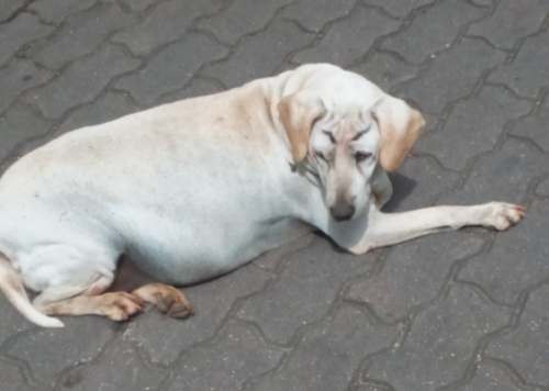 Dog with eyebrows in Thailand